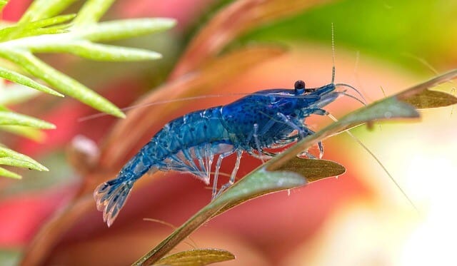 Guide pour élever des crevettes en aquarium - Shrimp-Delice