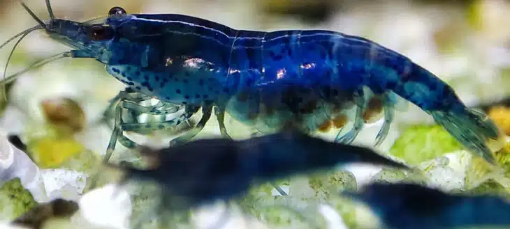 Crevette Blue Velvet : tout ce que vous devez savoir ! Shrimp-Delice