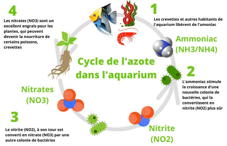 Aquarium Systems RE-FRESH Bactéries destructrice de Cyanobactéries et algues  - AQUARIFT
